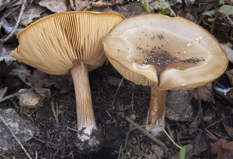 Melanoleuca cognata